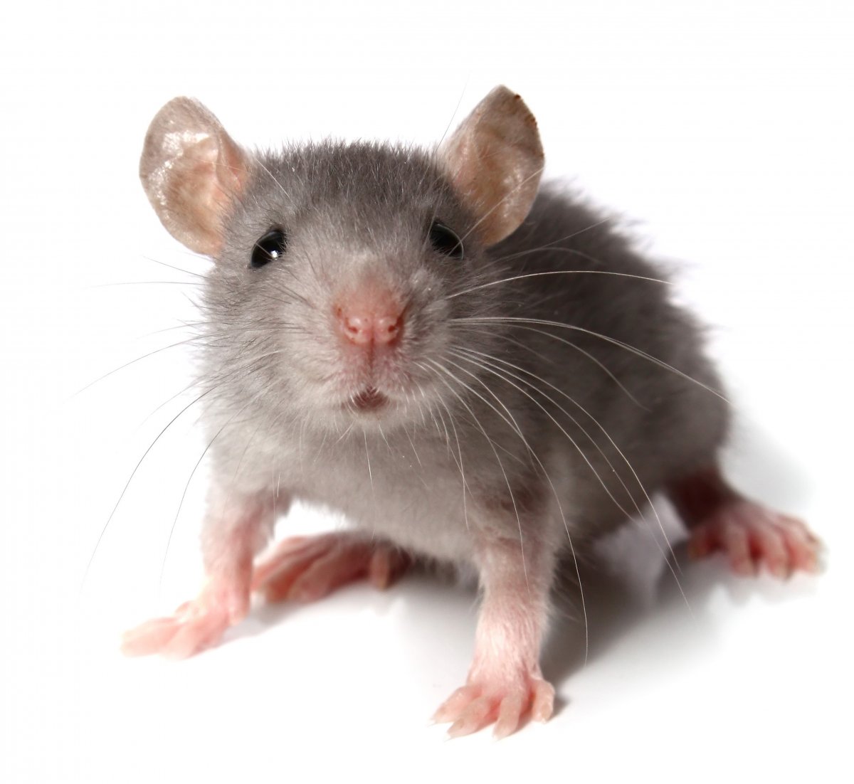 Grey mouse isolated on white background_cropped - RockStep Solutions
