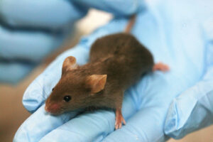 Why Animal Research is Important for Drug Development