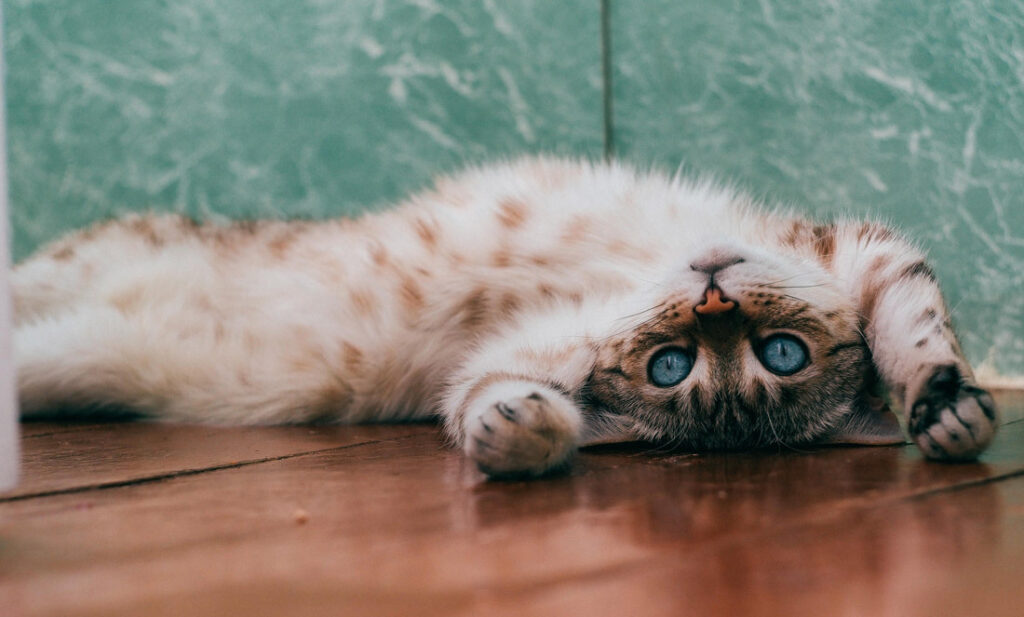 cute cat laying upside down