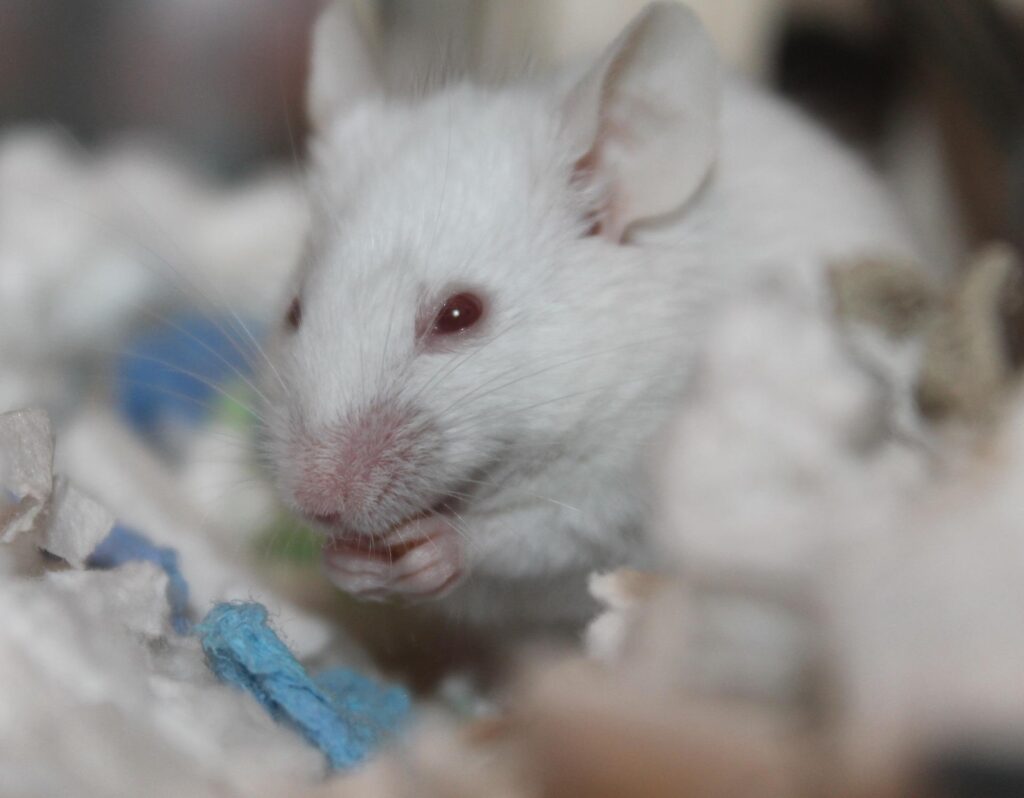 Lab Mouse