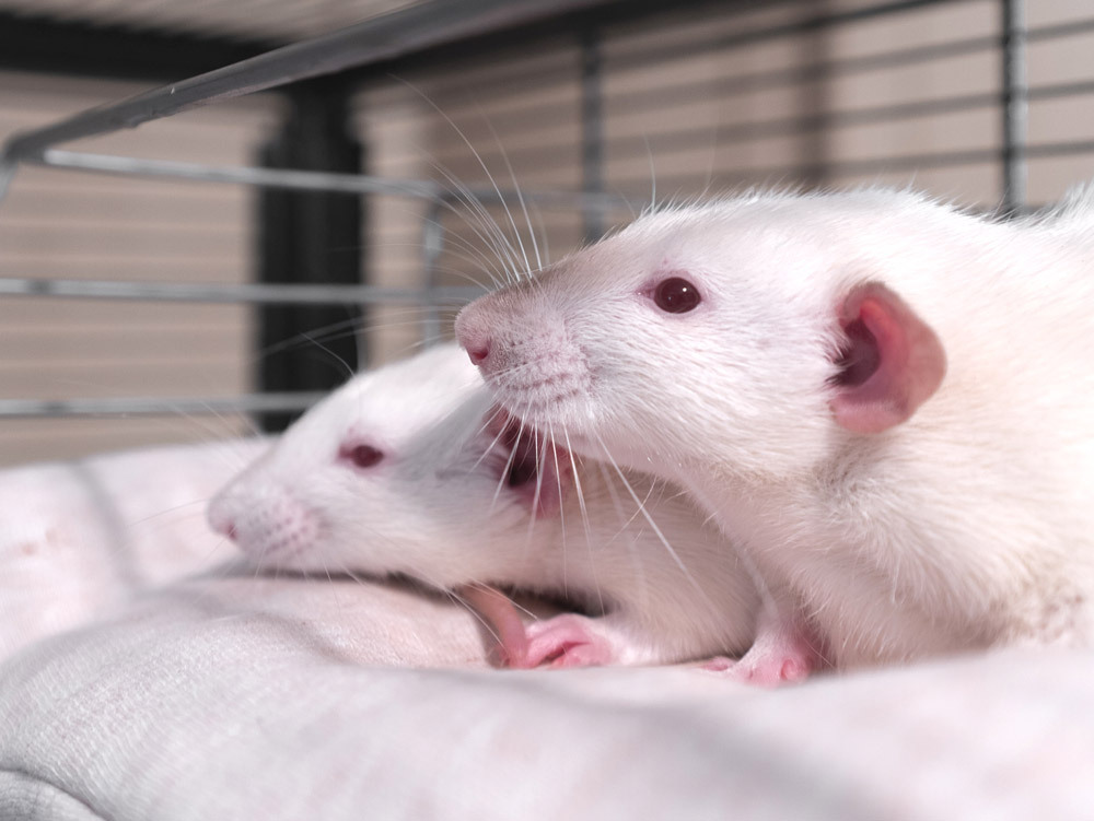 The 3 R's of Humane Animal Research - RockStep Solutions