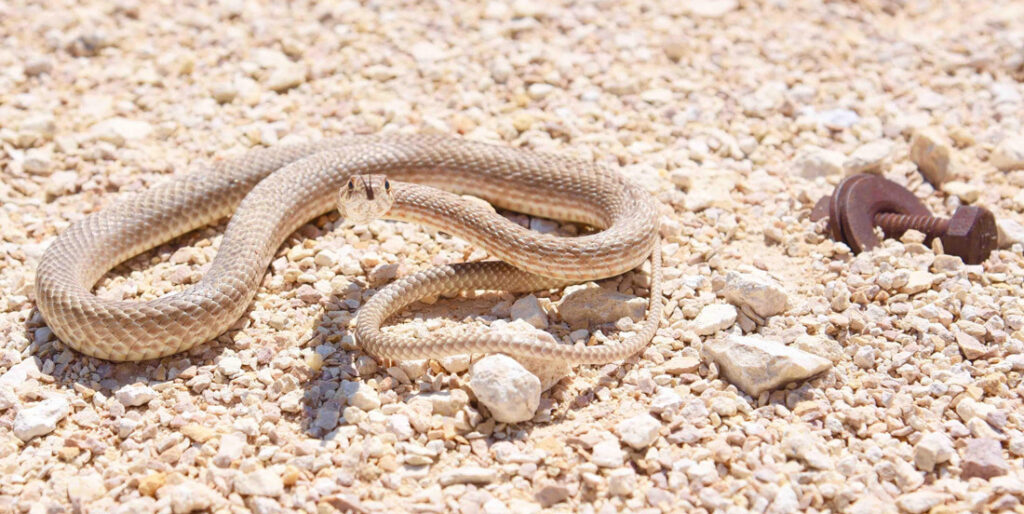 brown snake coiling up to attack