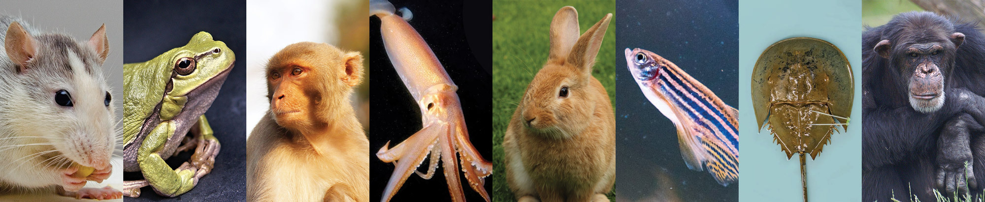 Animals EU Animal Ethics