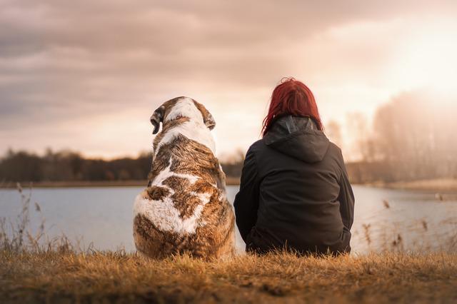 friends human canine relationships