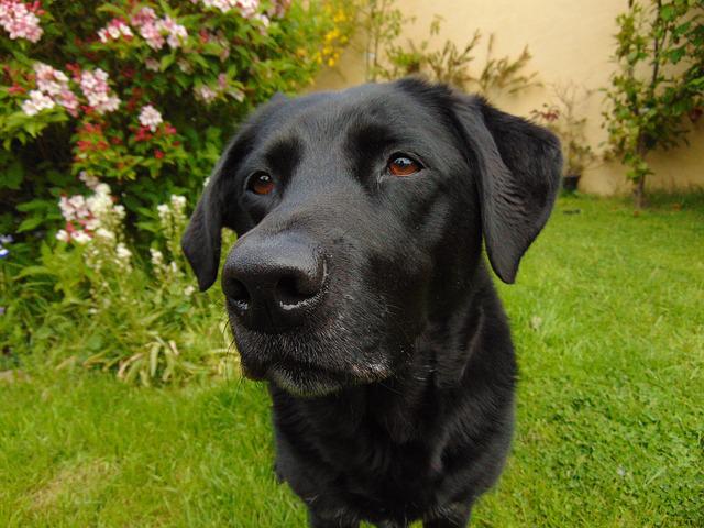 labrador-g73f13ce70_640 labrador