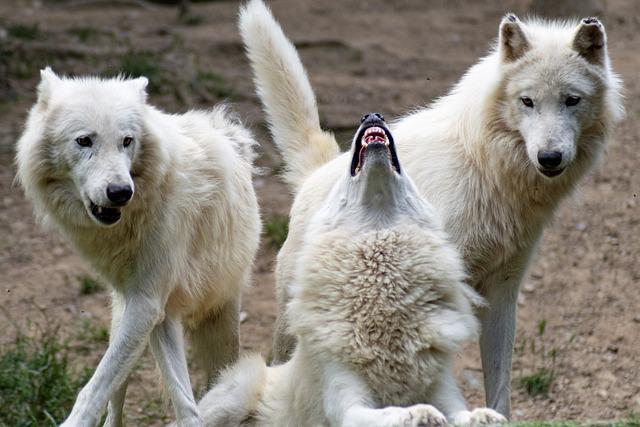 wolves Wolf communication