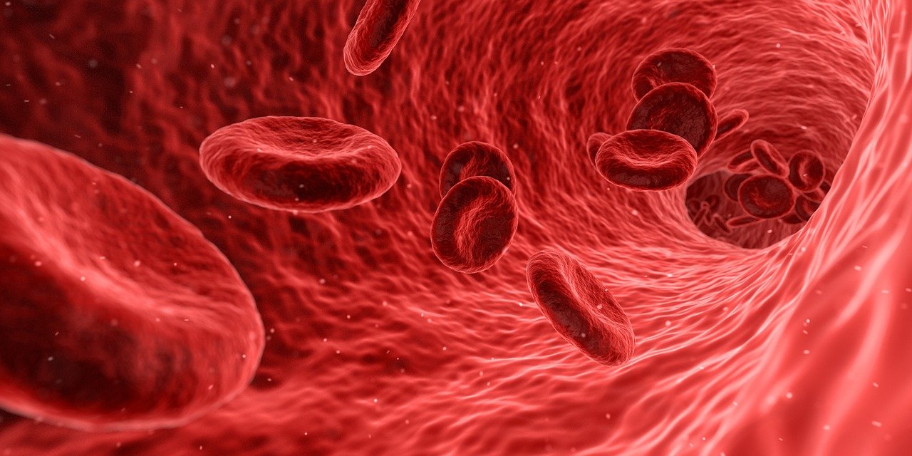 red blood cells